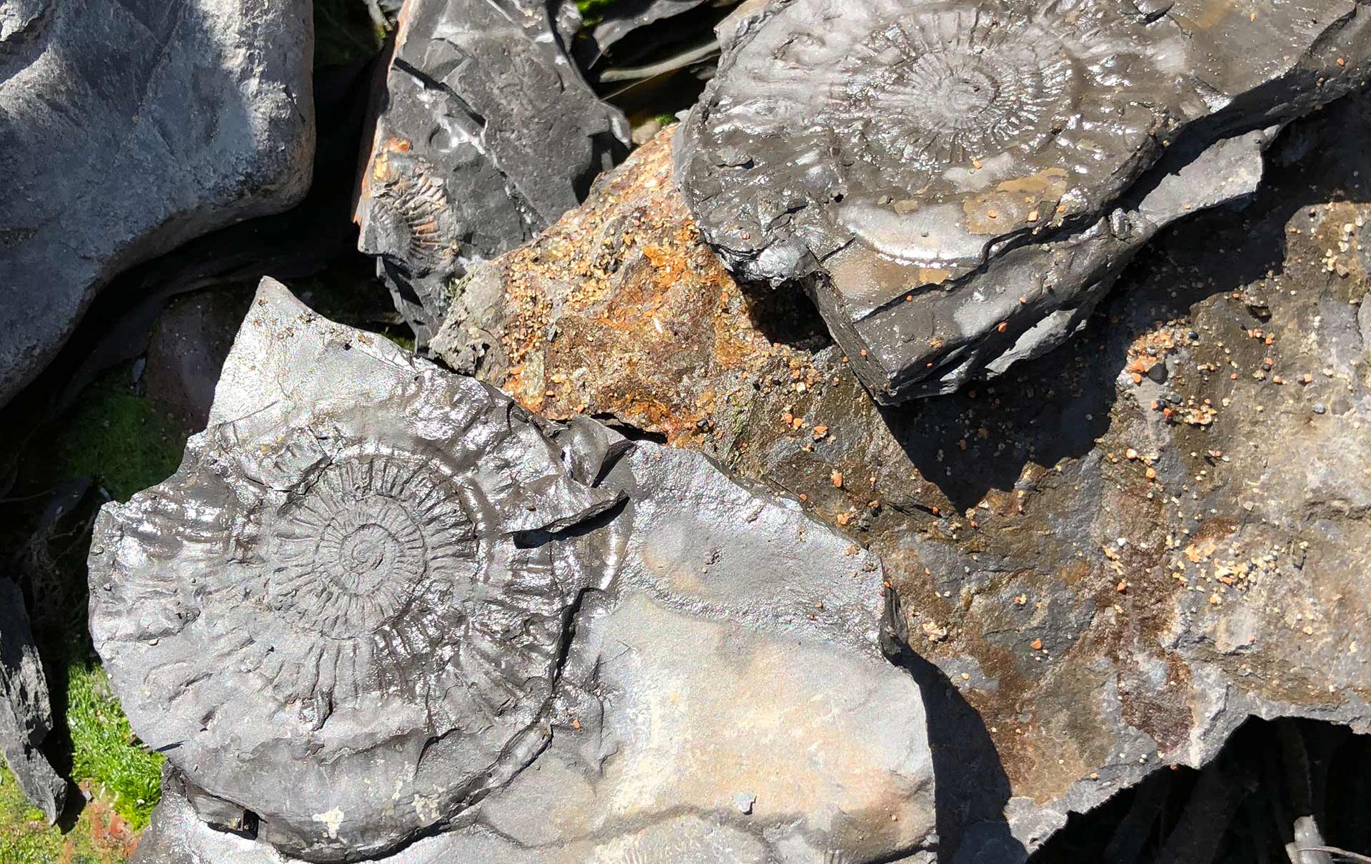 North Yorkshire Coast & Fossil Hunting Black Tie Travel